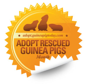Guinea Pig Adoption